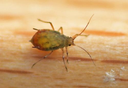 Rhopalosiphum padi